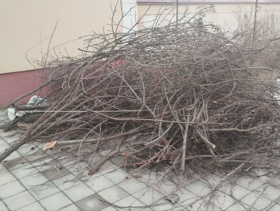 Otinalr qaragay, zoldori, Olma, bodom