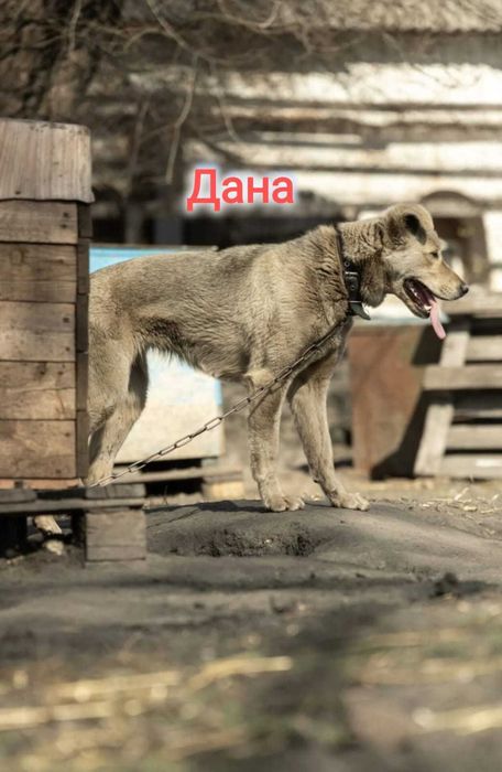 Дарю в добрые и ответственные руки