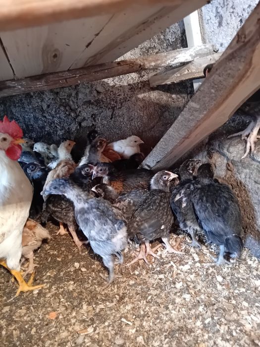 Пилета поладки Легхорн Супер харко