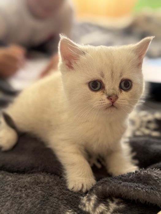 British Shorthair, femela, acte la zi (vaccinuri, deparazitari)