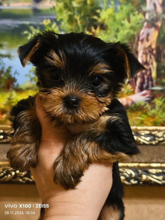 Очаровательные щенки Йорка.