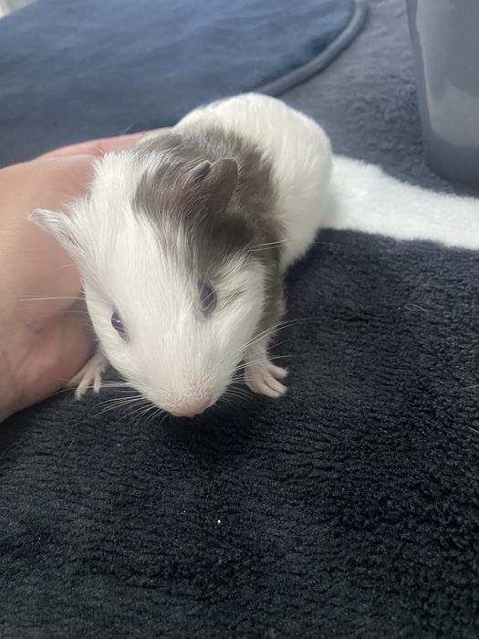 Морски свинчета бебета