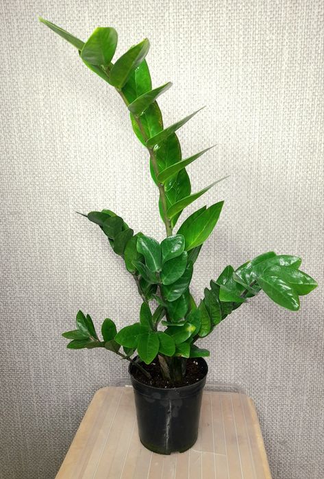 Продам Замиокулькас