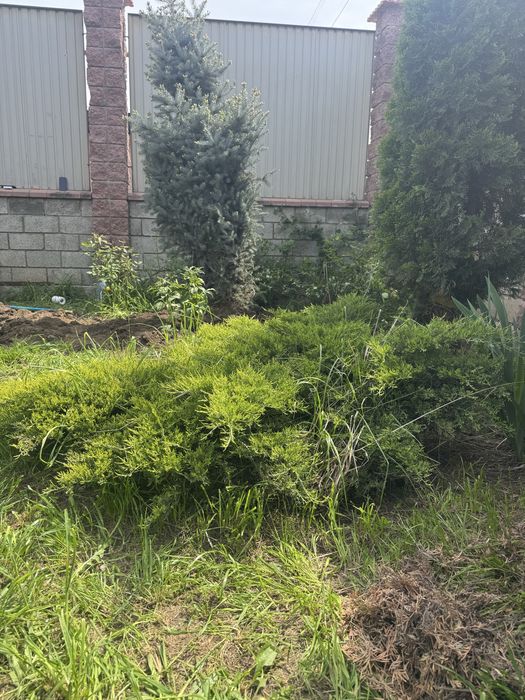 Маживельник для сада