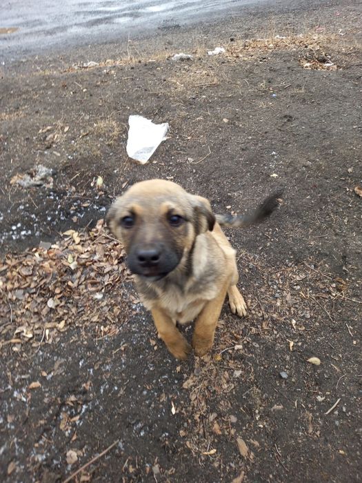 Отдам достойному хозяину