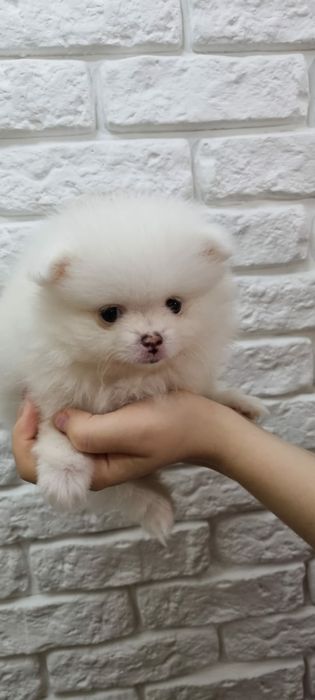 Девочка Шпиц Немецкий