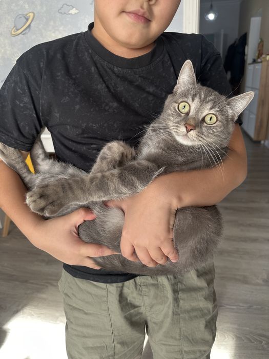 Отдам котика в добрые руки