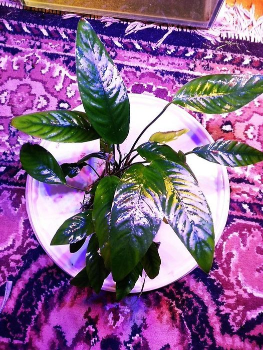 Анубиас гигантский.