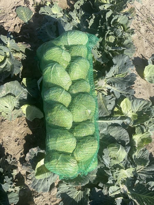 Vand Varza de toamna Crusoe cu frunza subtire Angro!