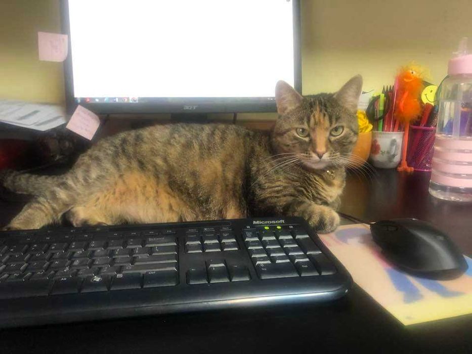 ANUNT IMPORTANT: se cauta stapan pentru o pisica cu personalitate mare