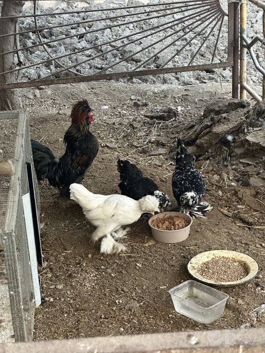 Карески японкалар