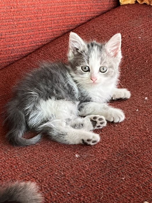 Отдам котят в добрые руки