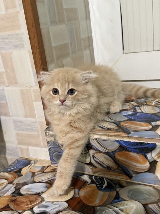 Продаются вислоухие котята скотиш фолд
