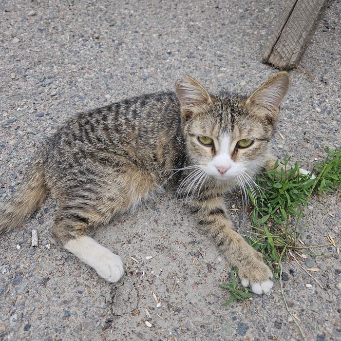 Кошечка в добрые руки