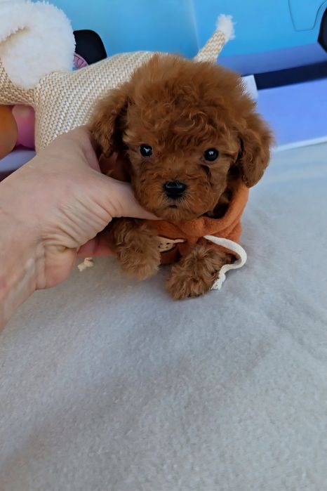 Пудел tea cup с документ за произход-5 поколения назад