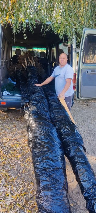 Mesteacăn alb înălțime 6 metri