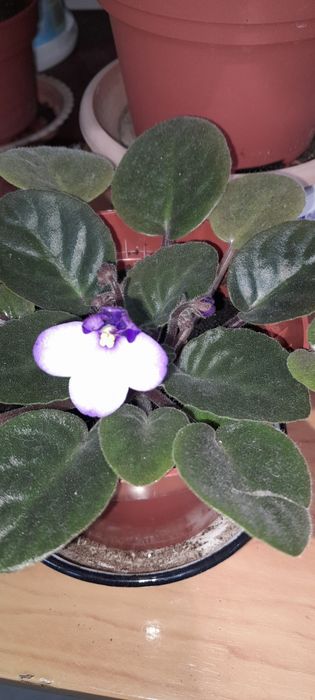 Цветы Щучий хвост