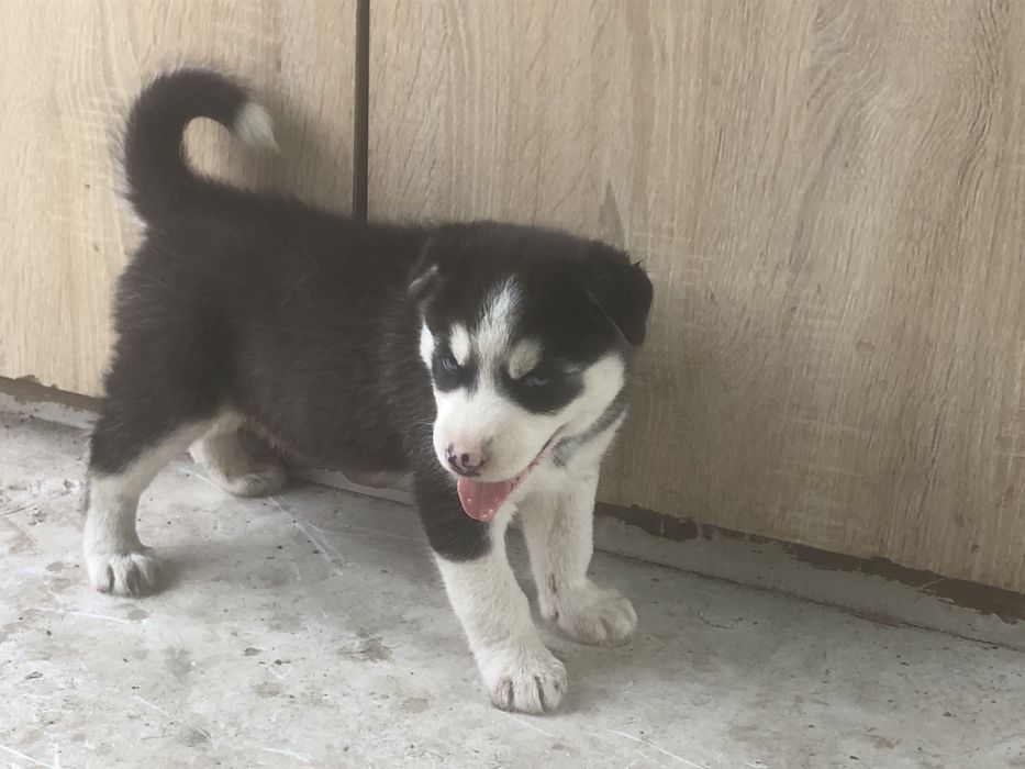 husky • Anunturi gratuite • OLX.ro