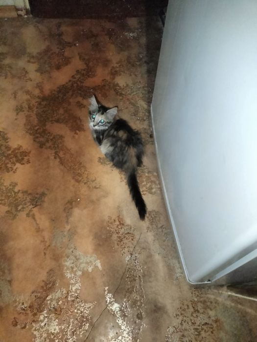 Отдаем кошечку в добрые руки
