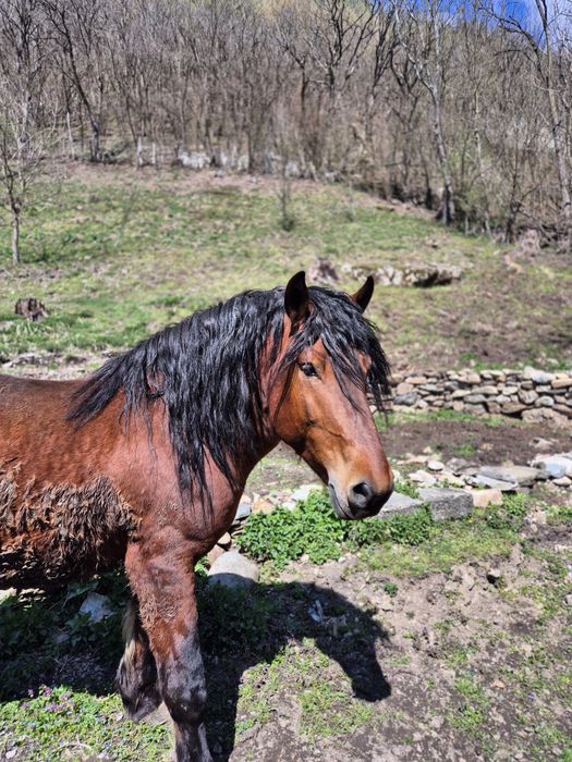 Vând armasar de 4 ani greu