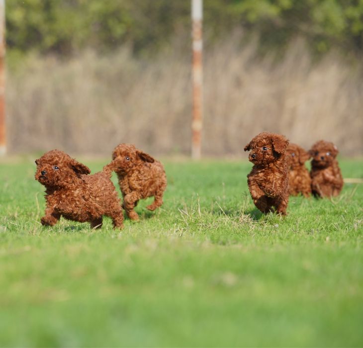 Той Пудел [Toy Poodle]