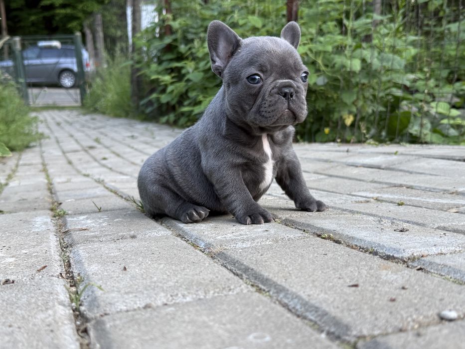 Bulldog francez