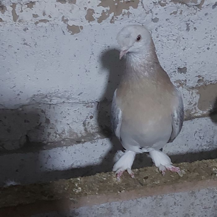 Такла насачуби самец лет с игрой