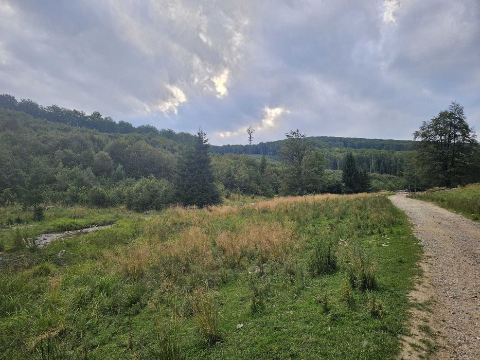 Vând Pădure tânără Fag + Brad, zona Vama Buzăului