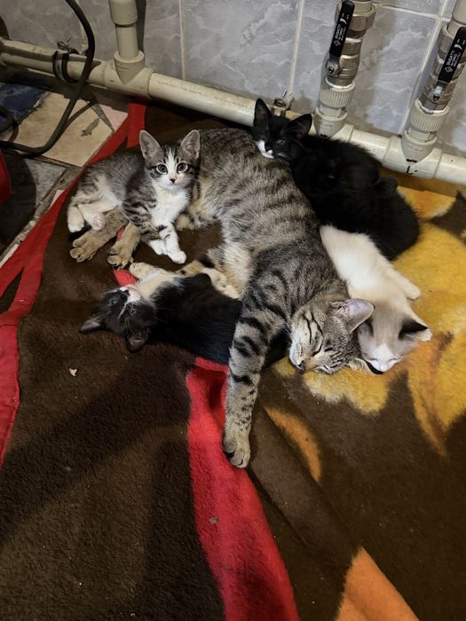 Котятя Алматы!!!