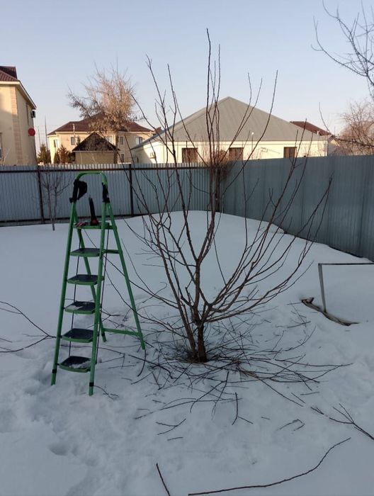 Обрезка деревьев электроинструментами