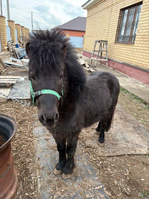 Продам пони по все вопросам