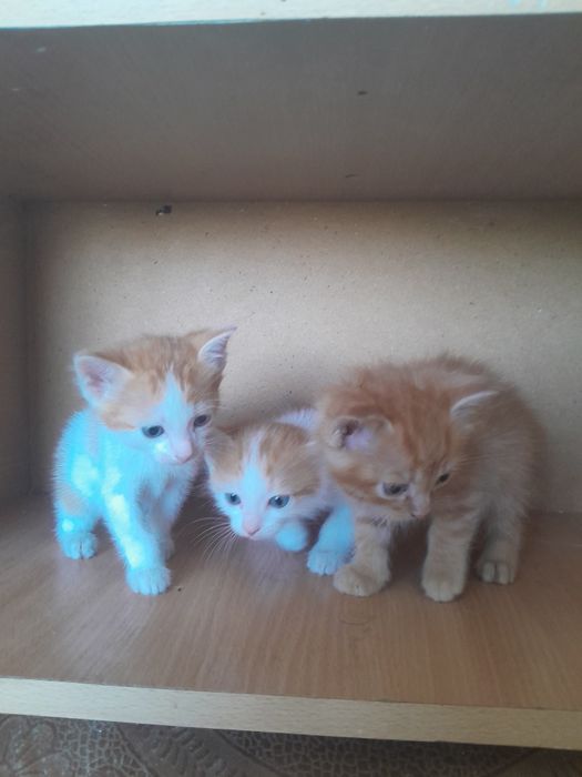 Отдаются котята все мальчики