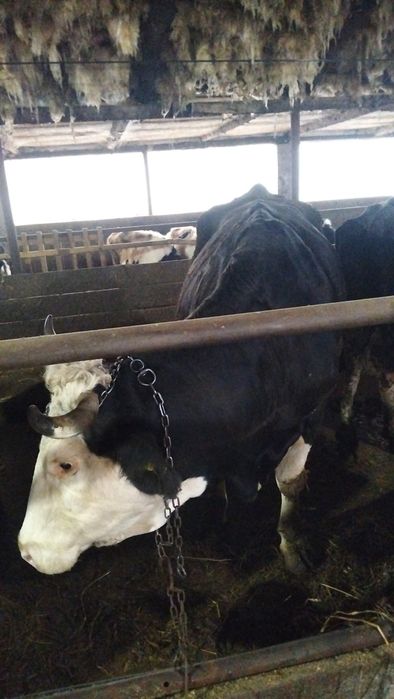 Vând vacă buna de lapte