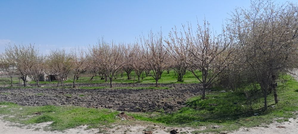 Manzil: Samarqand viloyati Ishtixon Tumani , Mitan sh. Qiyot mfy