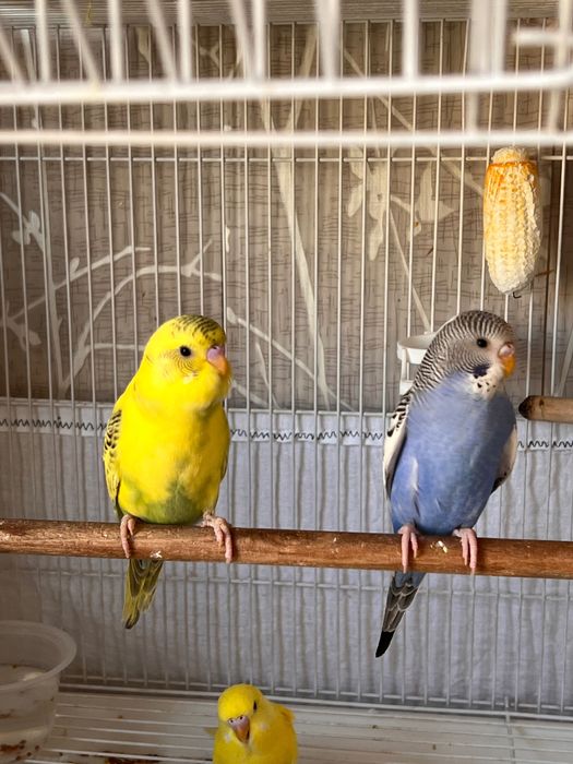 Totiqush Valnisti, Попугай подчех волнистый