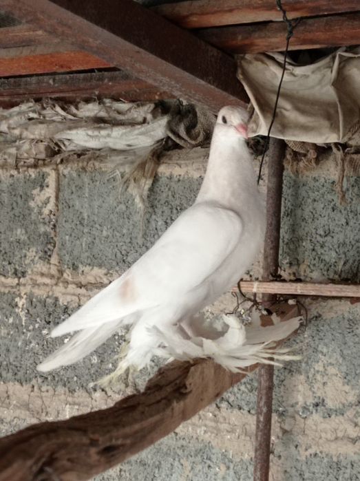 Продаётся молодой голубь