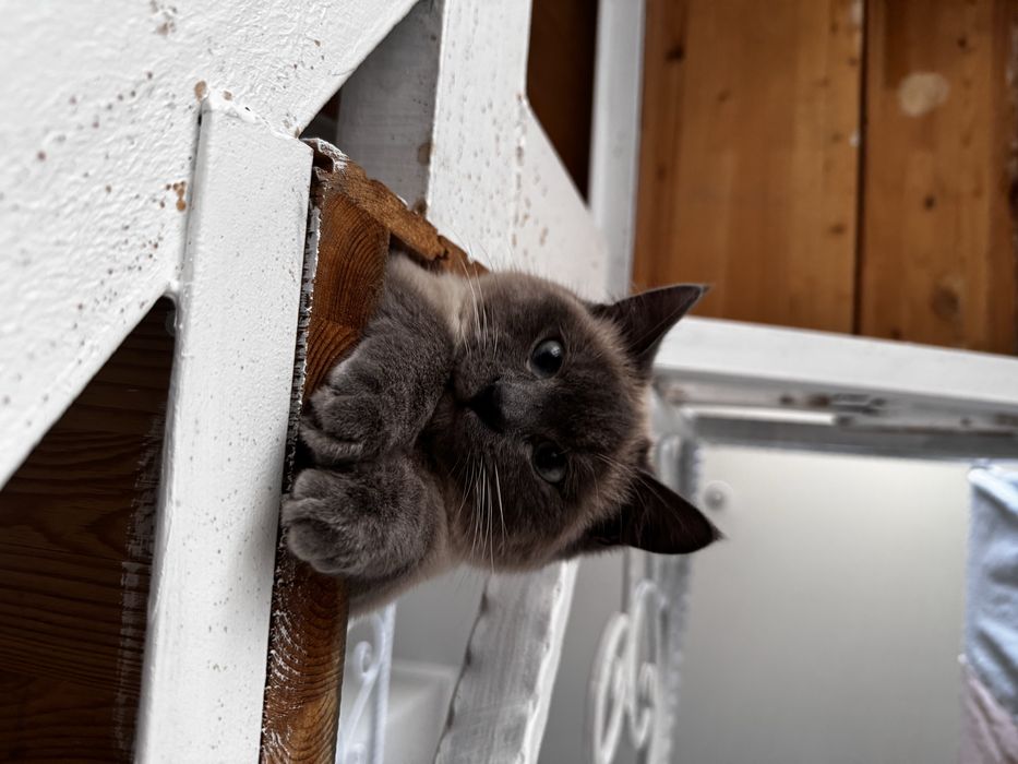 Отдам в добрые руки