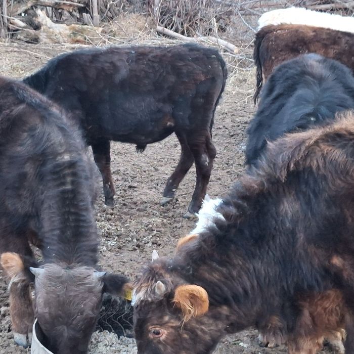12 бас еркек тайынша сатлады
