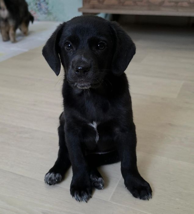 Щенки мальчики ищут дом