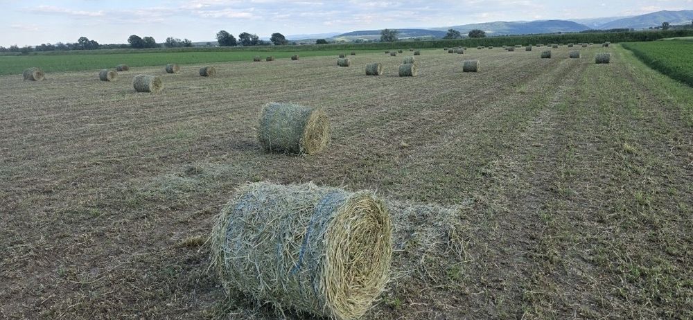 Vând triticale și baloți lucernă