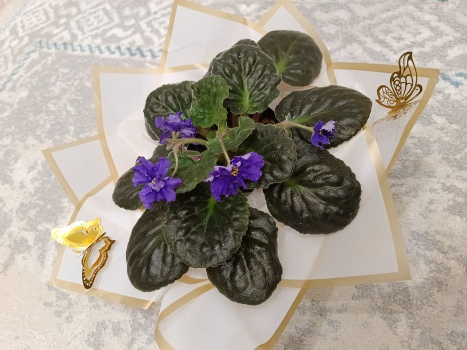 Продаются фиалки