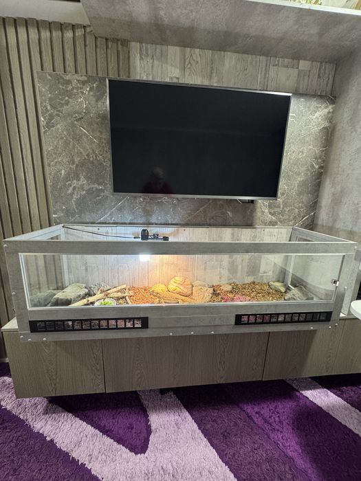 Домашний дракон АГАМА