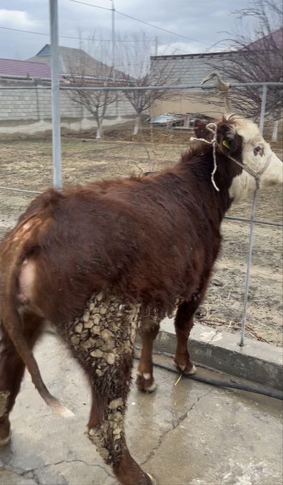 Семіз кашар сатылады