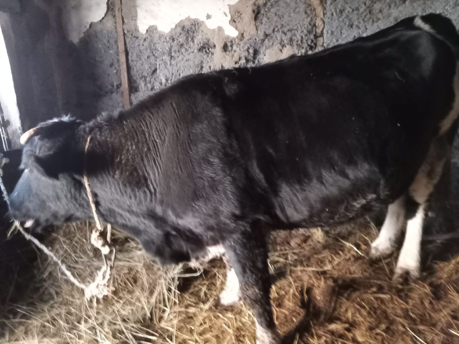 Коровы и быки,ухоженные