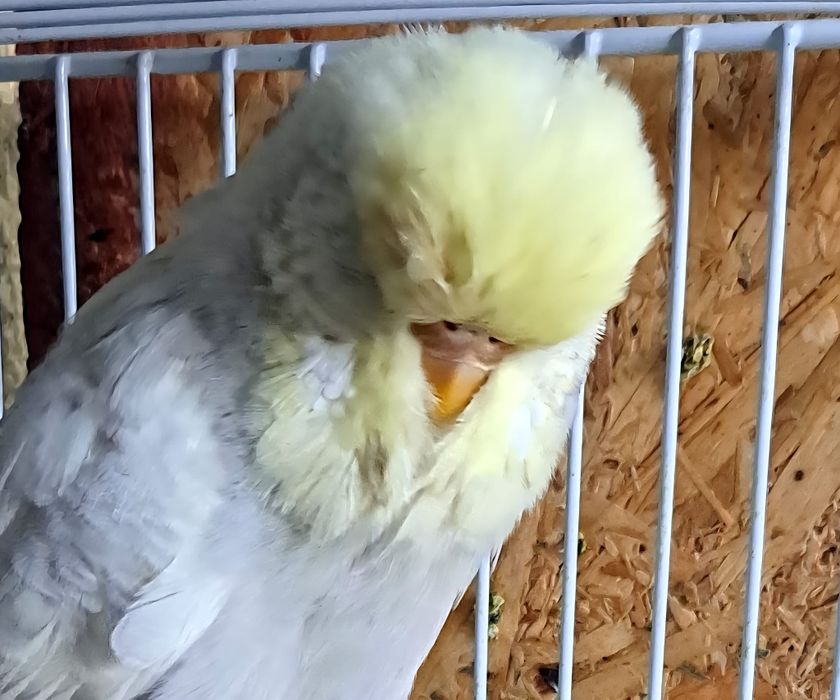 Peruși Peruși Peruși