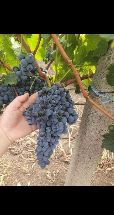 Butași de vită de vie de anul 2 și de anul 3