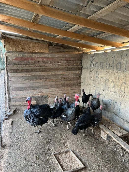 Индюки пародистые