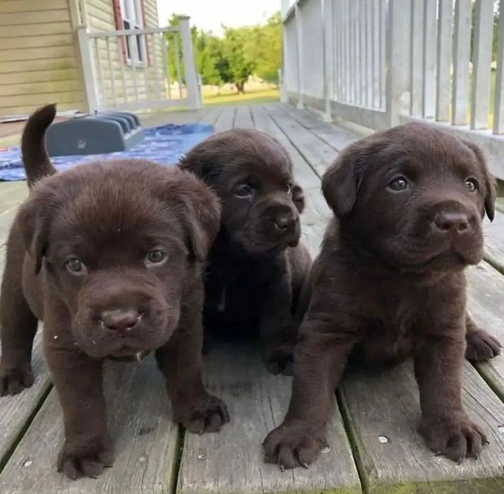 Щенки Лабрадора Астана