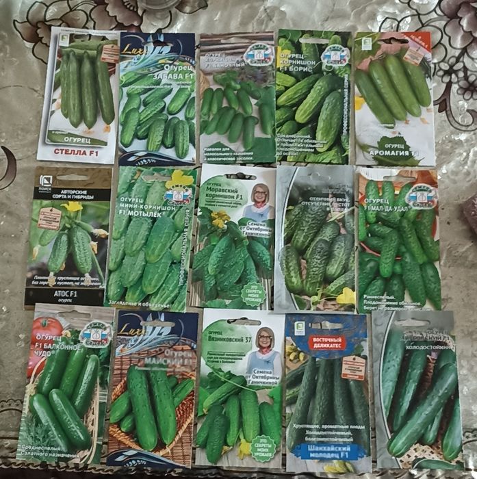 Бодиринг уруглари сотилади