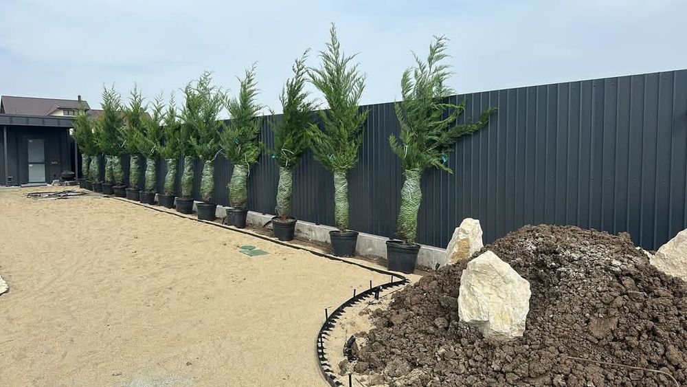 Tuia leilandii gard viu